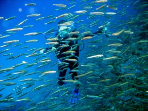 plongée sous marine 